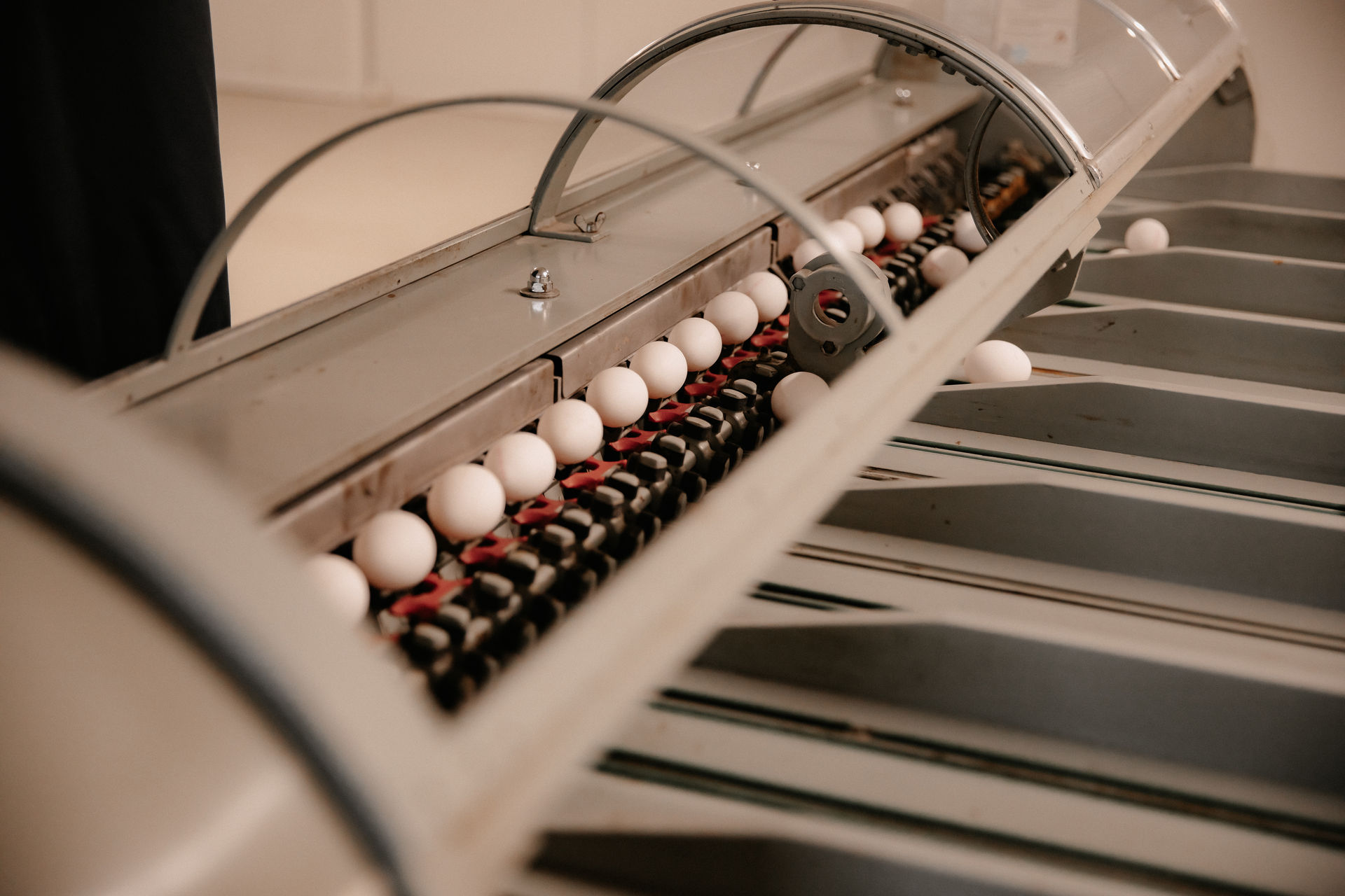 Eier auf dem Sortierband